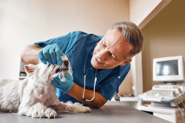 Best Emergency Wisdom Tooth Extraction in Pughtown, PA